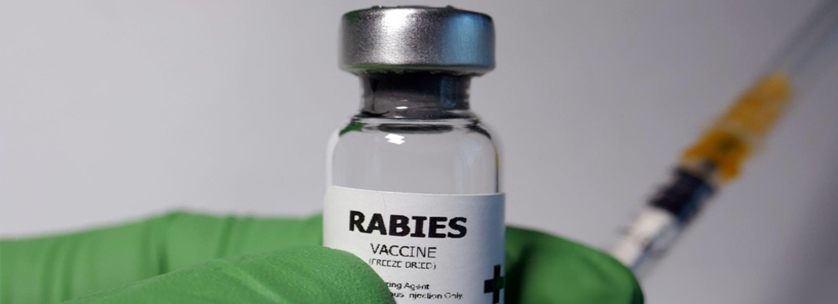 Rabies